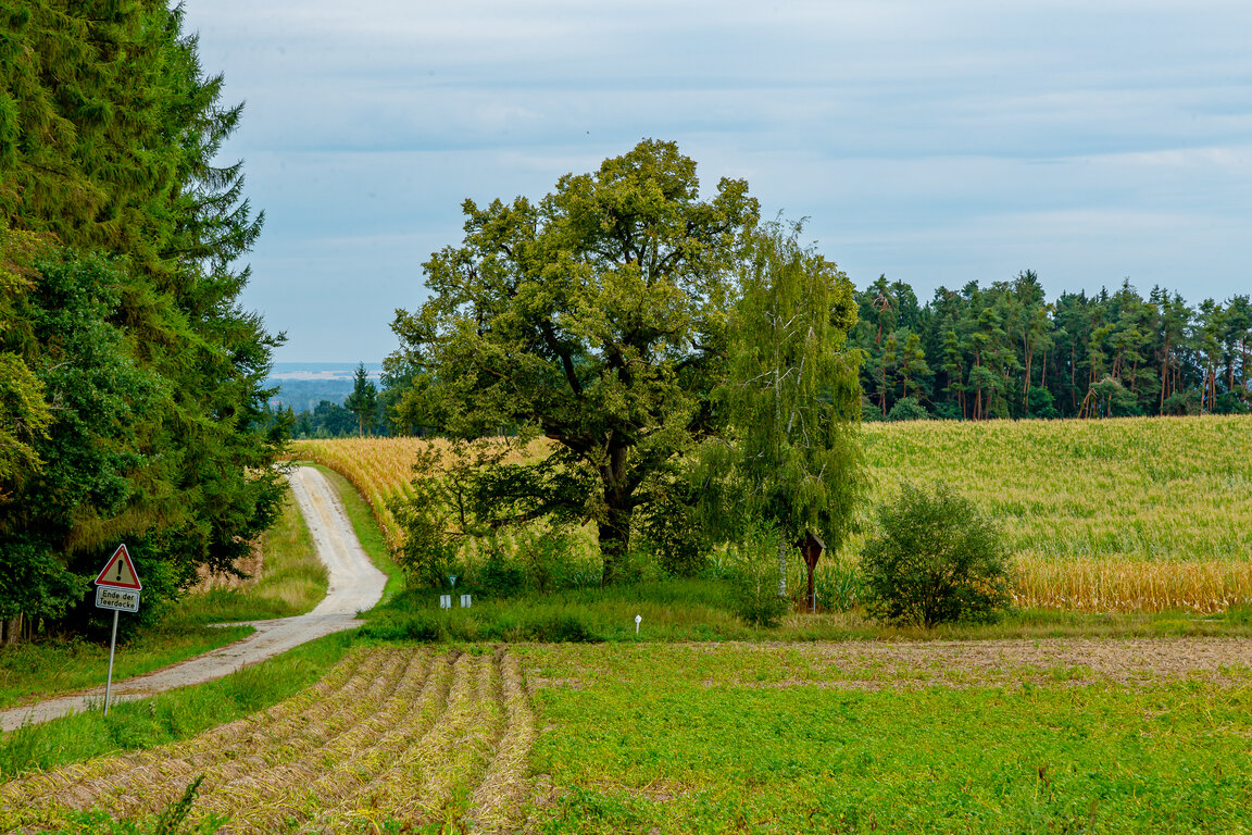 Image: _JA 40719 Linde, Birke, Feldkreuz, Sitzbank.jpg